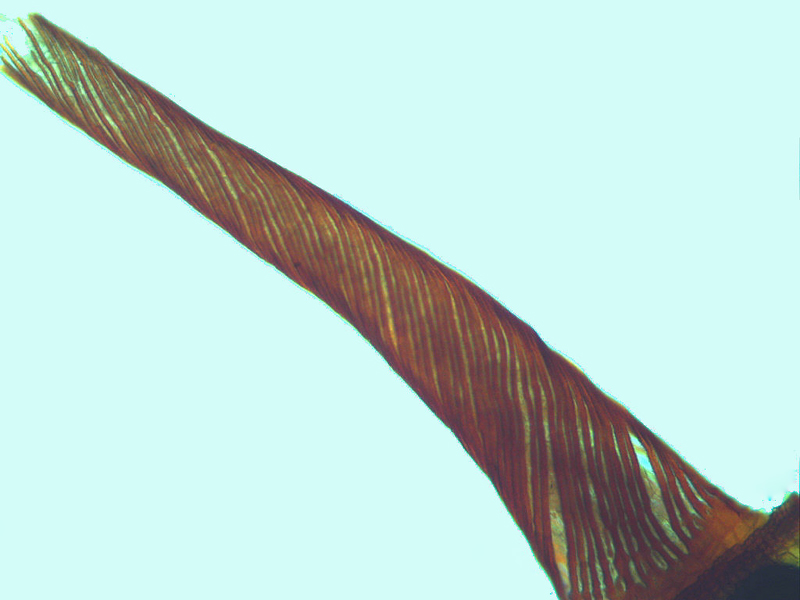 Barbula unguiculata